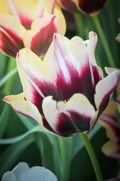 Fioritura Fiori Tulipani Primaverili — Foto Stock