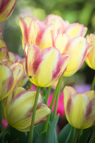 美しいチューリップの花びら — ストック写真