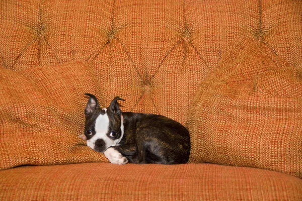 Cute Boston Terrier Curled Orange Sofa — Stock Photo, Image