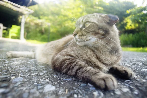 Retrato Close Gato Doméstico Sobre Fundo Natural — Fotografia de Stock