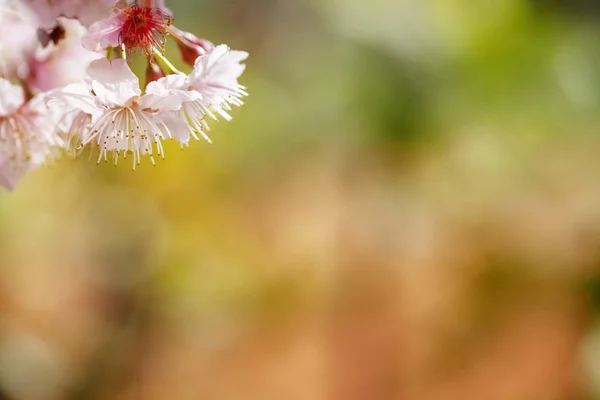 Frühlingsblüte Blumen Auf Baum — Stockfoto