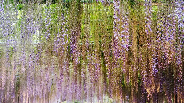 Hermosa Serie Flores Primavera Glicina Enrejado Jardín —  Fotos de Stock