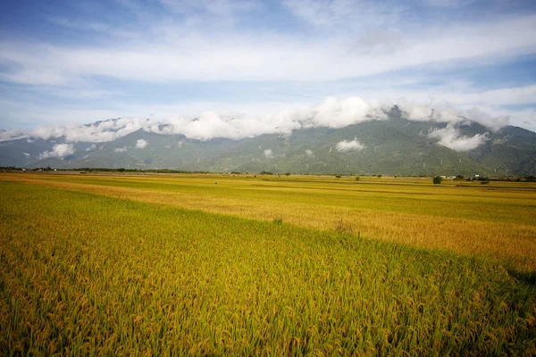 Paisagem Rural Com Arrozal Dourado Luye Taitung Taiwan — Fotografia de Stock