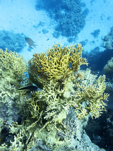 바닥에 산호초 — 스톡 사진