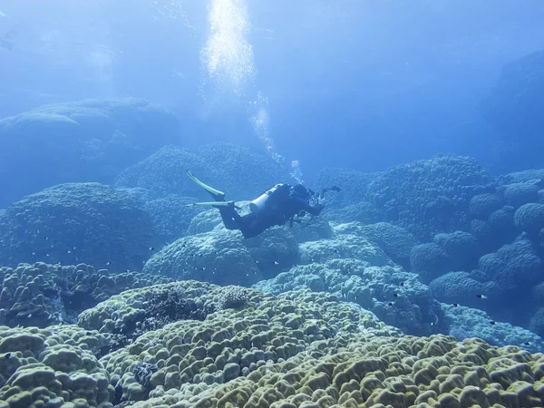 カラフルなサンゴ礁熱帯の海 ダイバー カメラマン 水中風景の下部に — ストック写真