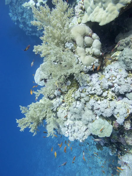 Colorido Arrecife Coral Fondo Del Mar Tropical Corales Duros Fondo — Foto de Stock