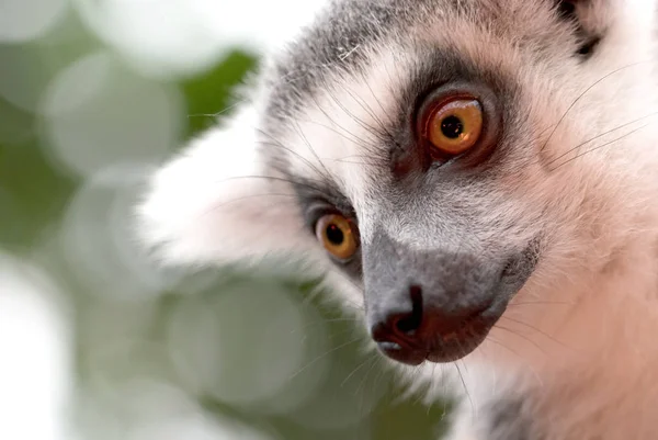Närbild Porträtt Ringsvansad Lemur — Stockfoto