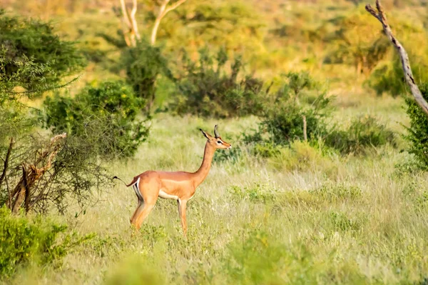 Kenya Şehir Merkezindeki Samburu Parkı Nın Savanındaki Zürafa Antilobu — Stok fotoğraf