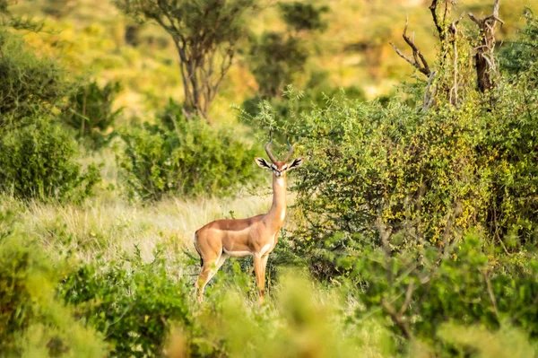 Καμηλοπάρδαλη Αντιλόπη Στη Σαβάνα Του Πάρκου Σαμπούρου Στην Κεντρική Κένυα — Φωτογραφία Αρχείου
