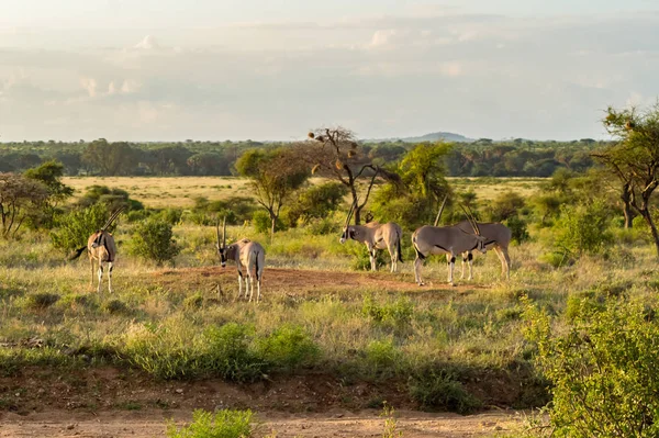 Antylopa Widziana Profilem Sawannie Samburu Park Środkowej Kenii — Zdjęcie stockowe