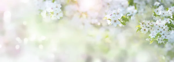 Fiori Ciliegio Albero — Foto Stock