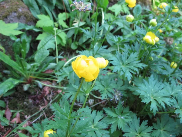 Globeflower Trollius Yunnanensis — 스톡 사진