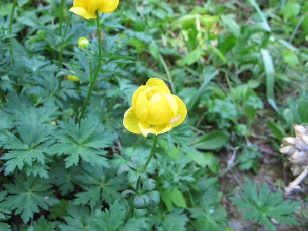 Yunnan Globeflower Trollius Yunnanensis — Stock Photo, Image