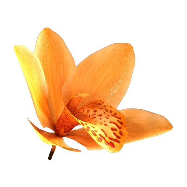 Representación Una Flor Orquídea Silvestre Amarilla Aislada Sobre Fondo Blanco — Foto de Stock