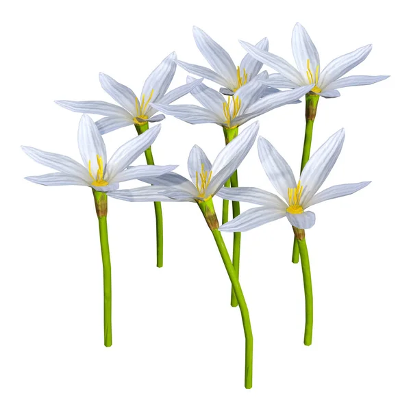 Representación Flores Zephyranthes Aisladas Sobre Fondo Blanco — Foto de Stock