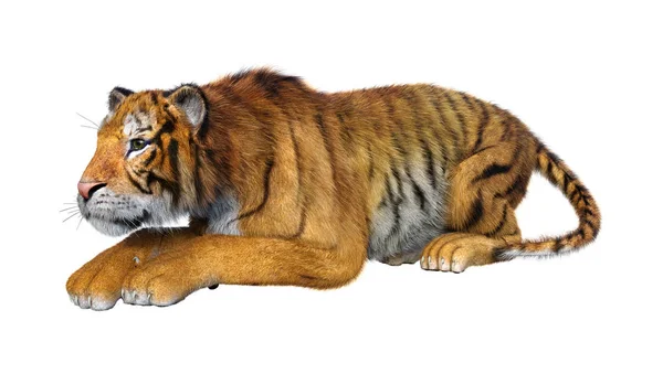 Рендеринг Большого Кота Тигра Белом Фоне — стоковое фото