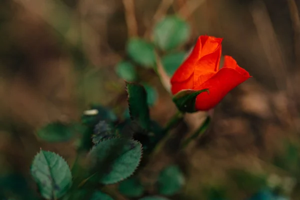 Όμορφο Μικρό Τριαντάφυλλο Closeup Στον Κήπο — Φωτογραφία Αρχείου