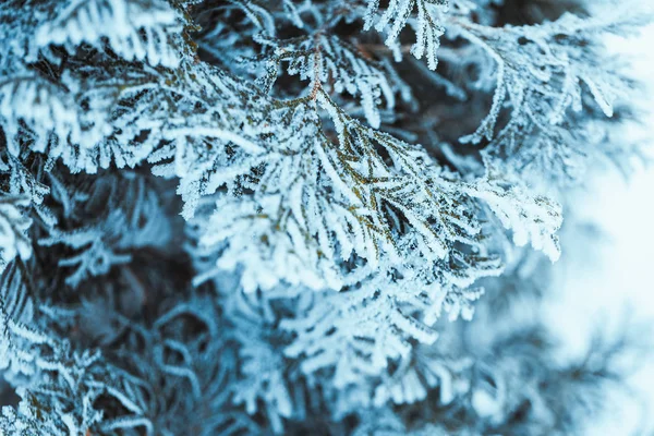 Vintern Mörka Gröna Lärk Grenar Snön Närbild — Stockfoto