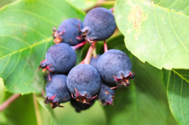 A cluster of ripe saskatoon berries hanging between leaves. clipart