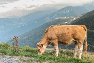 cow grazing in the pasture near the Pla D Adet ski resort on a summer day clipart