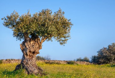 old olive tree on blue sky and  Flowery Alentejo Landscape Portugal clipart