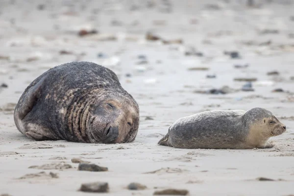 Grey Seal Lies Beach Helgoland — Stock Photo, Image