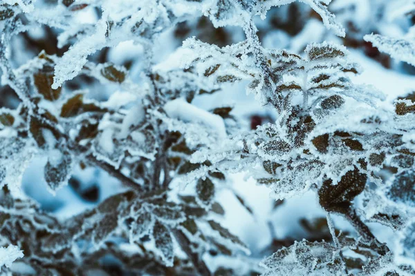 Berberitze Schließt Zweige Schnee — Stockfoto