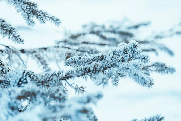 Abeto Congelado Hoarfrost Inverno Tarde — Fotografia de Stock
