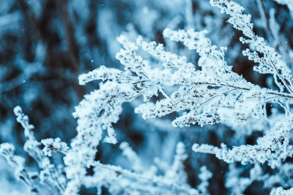 Ramos Neve Durante Dia — Fotografia de Stock