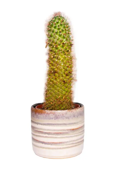 Cactus Aislado Primer Plano Cactus Una Maceta Cerámica Decorativa Macro — Foto de Stock