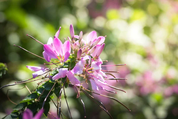 Imagem Fundo Das Flores Coloridas Natureza Fundo — Fotografia de Stock