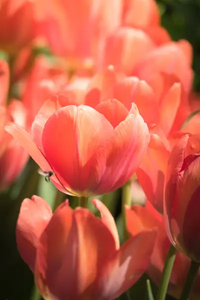 美しいチューリップの花びら — ストック写真
