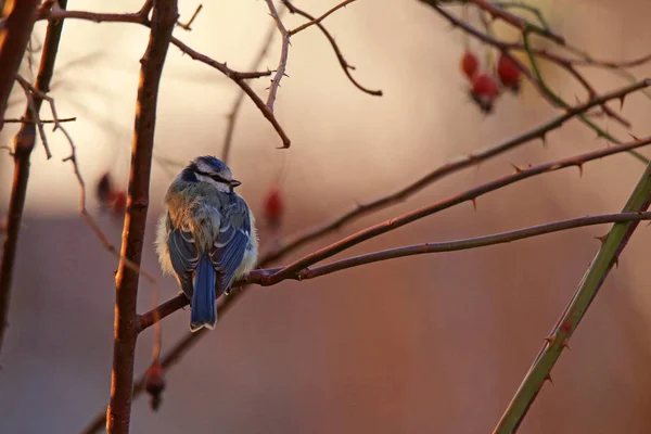 Blaue Cyanistes Caeruleus Winter Auf Wilder Rose — Stockfoto