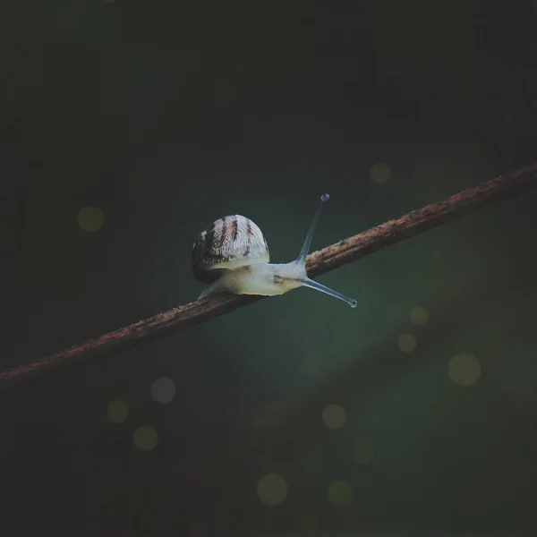 Маленький Равлик Рослині Природі — стокове фото
