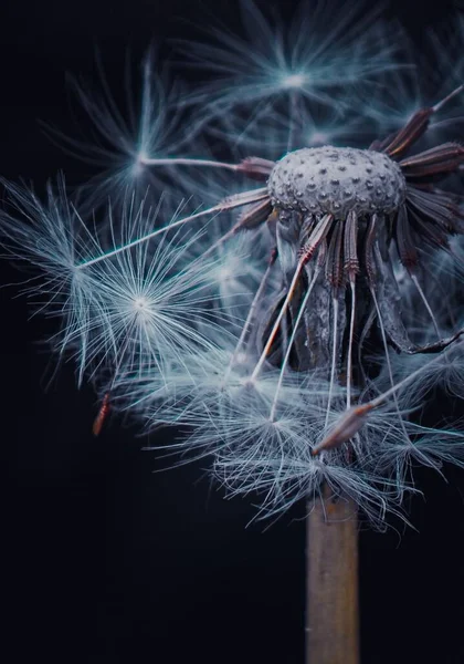 Bonito Dandelion Flor Planta Jardim — Fotografia de Stock