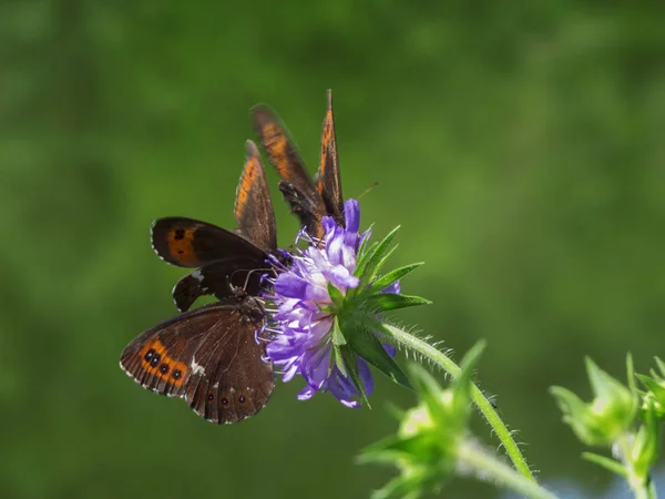 Tre Grandi Farfalle Ricciolo Erebia Euryale Isaria Una Fioritura Viola — Foto Stock