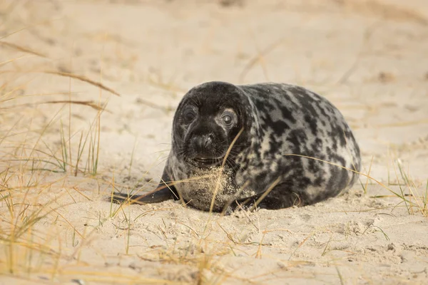 Grå Säl Ligger Stranden Helgoland — Stockfoto