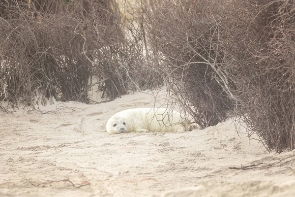 Una Foca Gris Encuentra Playa Helgoland — Foto de Stock