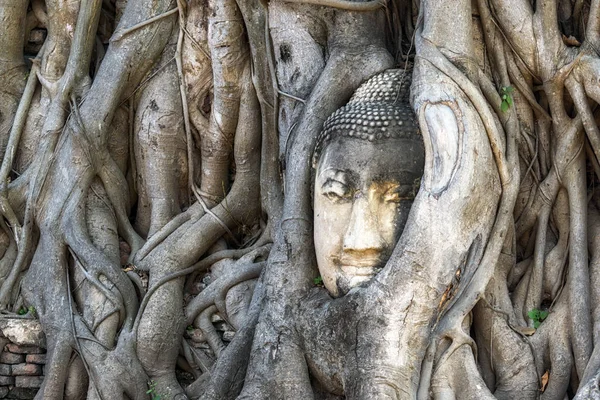 アユタヤ タイの菩提やバンヤン ツリーの木の根で仏頭 ワット マハタートの有名なイメージ — ストック写真