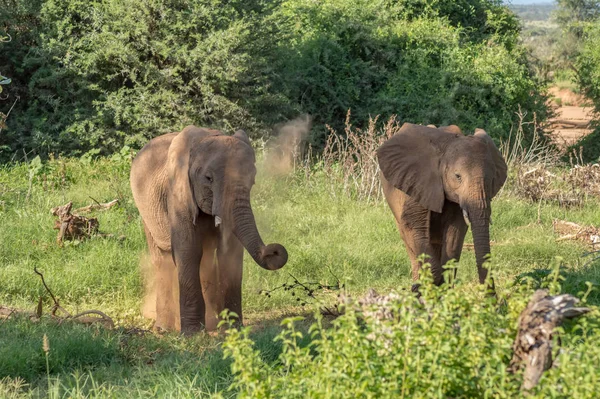 Dos Elefantes Samburu Park Ocupados Tomando Baño Piras Centro Kenia — Foto de Stock