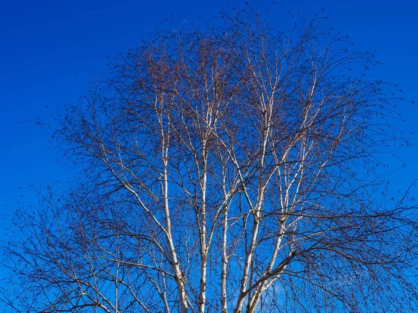 겨울에 하늘을 배경으로 자작나무 — 스톡 사진