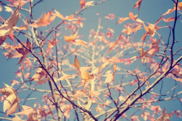 五颜六色的叶子在树与多云的蓝天在背景 秋天季节背景纹理与阳光 — 图库照片