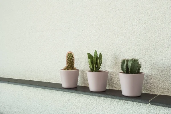various Cactus plants in pot on cement wall, white wall background decoration