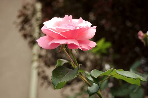 Close Photo Pink Rose Flower Sunny Beautiful Flower — Stock Photo, Image