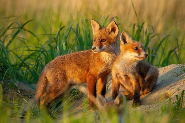 Červená Liška Vulpes Vulpes Malá Mláďata Poblíž Doupěte Podivně Potulují — Stock fotografie