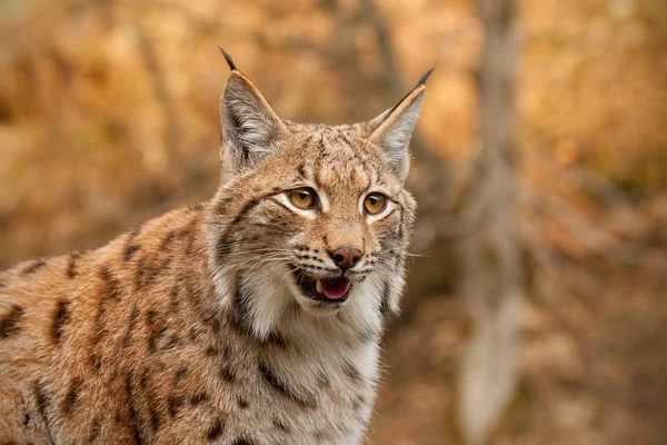 Detailní Záběr Dospělého Eursian Lynx Podzimním Lese Rozmazaným Pozadím Ohrožený — Stock fotografie