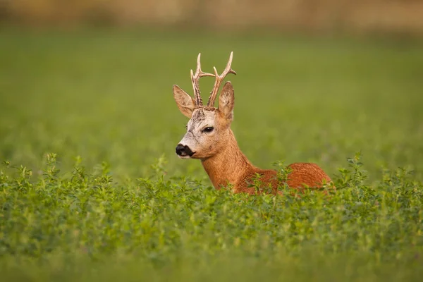Roe Deer Caprelous Capreolus Bucku Jetel Zeleným Rozostřeného Pozadí Mužské — Stock fotografie
