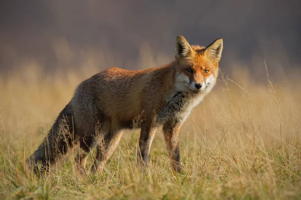 Red Fox Vulpes Vulpes Jesienią Niewyraźne Suchej Trawy Tle Szczelnie — Zdjęcie stockowe