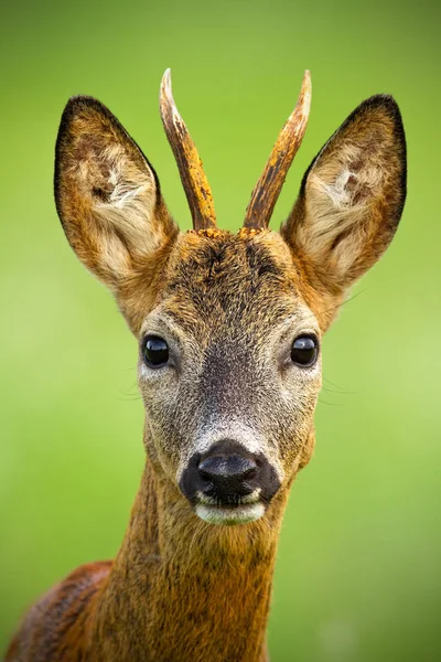 可爱的玫瑰鹿的肖像 夏天的小鹿 野生动物的鹿的风景与生动的绿色模糊的背景 在一个新鲜的夏天的野生动物 垂直组成的动物特写镜头 — 图库照片