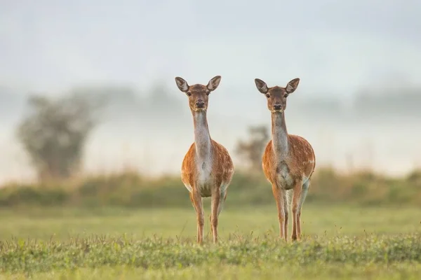 两只雌性休耕鹿 达马达马 在秋天的颜色在第一阳光 两个野生动物的详细图像与模糊的背景 野生动物风景与可爱的哺乳动物观看 — 图库照片
